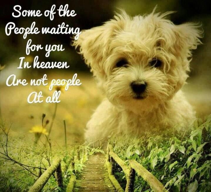 Quotes About Dog Friendship Adorable 103 Best Dogs Forever Friends 1 Images On Pinterest Dogs Quotes About Dog Friendship Captivating 103 Best Dogs Forever Friends 1 Images On Pinterest Dogs